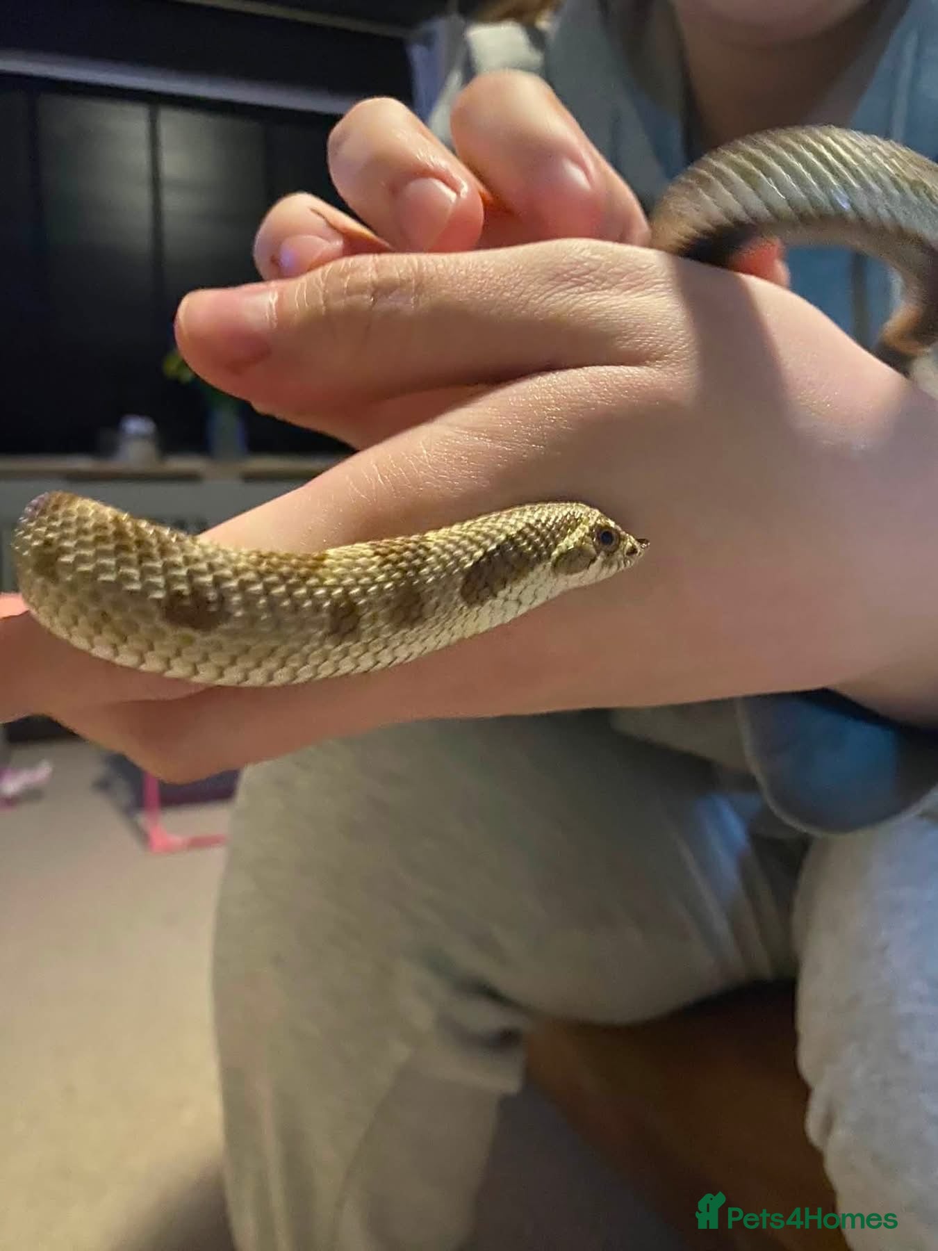 Snake reptiles 2 year old Hognose snake - Advert 6