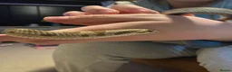 Snake reptiles for sale: 2 year old Hognose snake - Advert 1