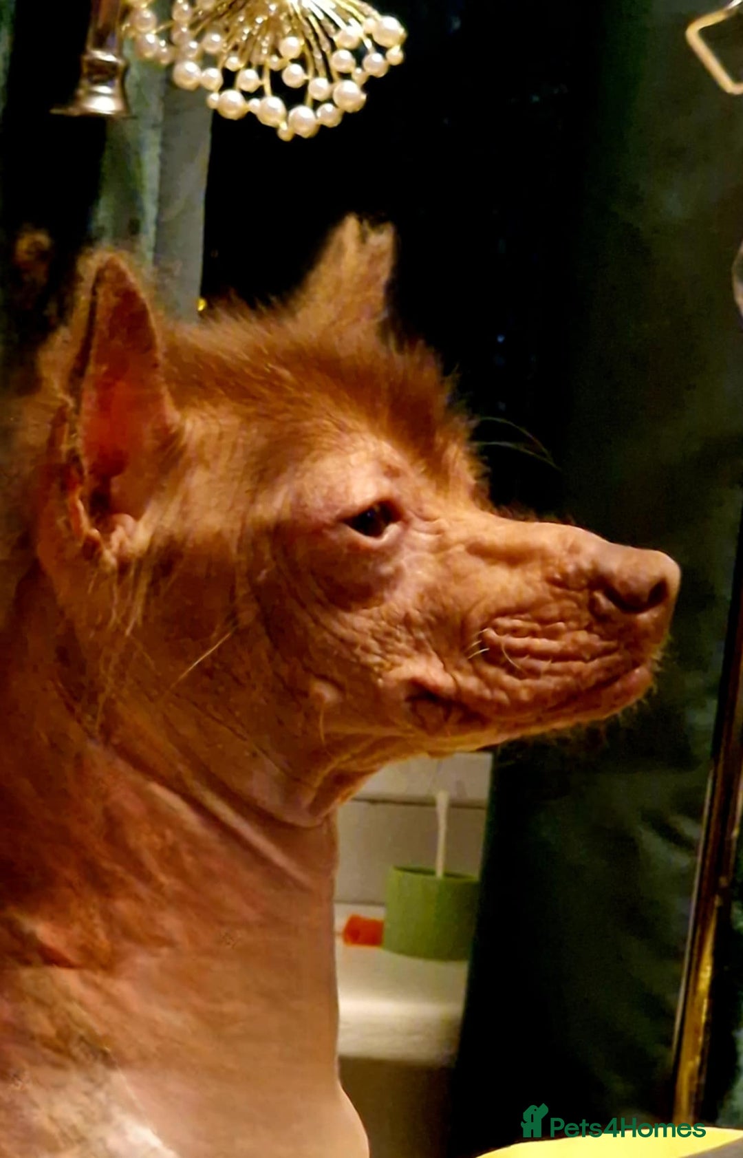 Mexican Hairless dogs for sale: 2 mini girls 2 coated boys - Advert 13