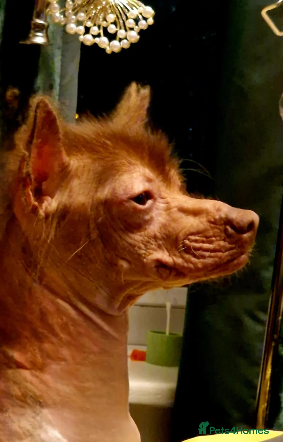 Mexican Hairless dogs for sale: 1 mini girl naked 1400 - Advert 20