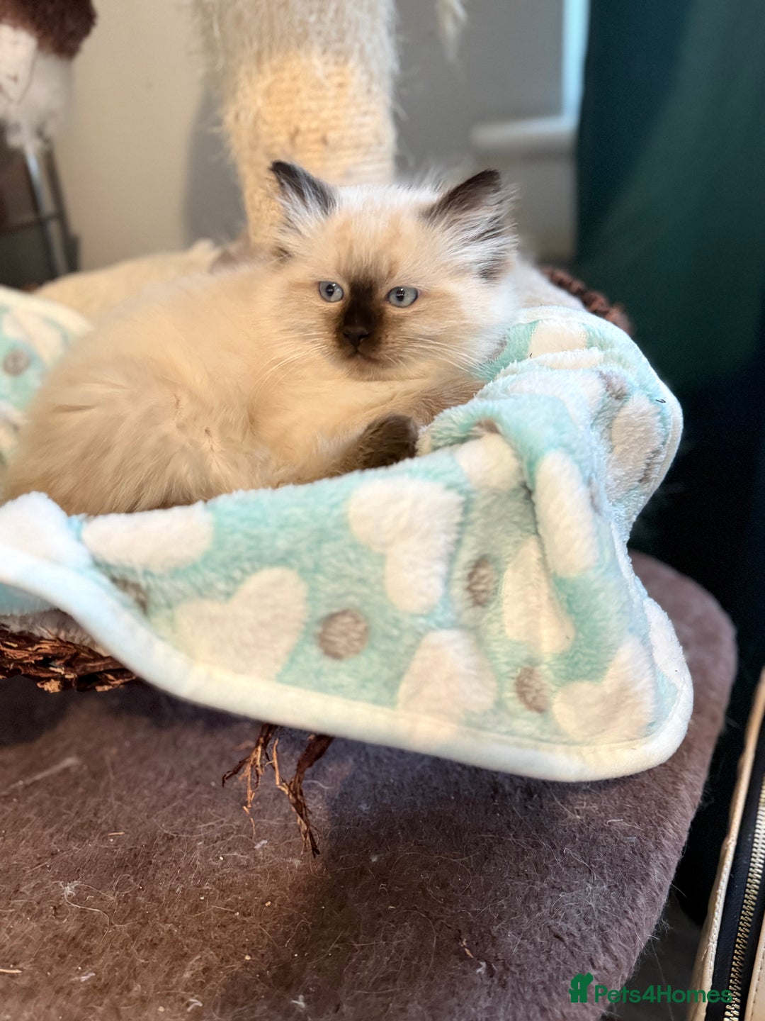 Ragdoll cats for sale: Ragdoll - Advert 4