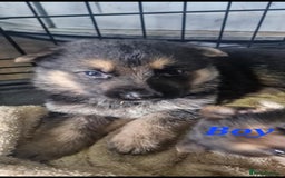 German Shepherd dogs for sale: KC registered German Shepherd puppies  - Image 5