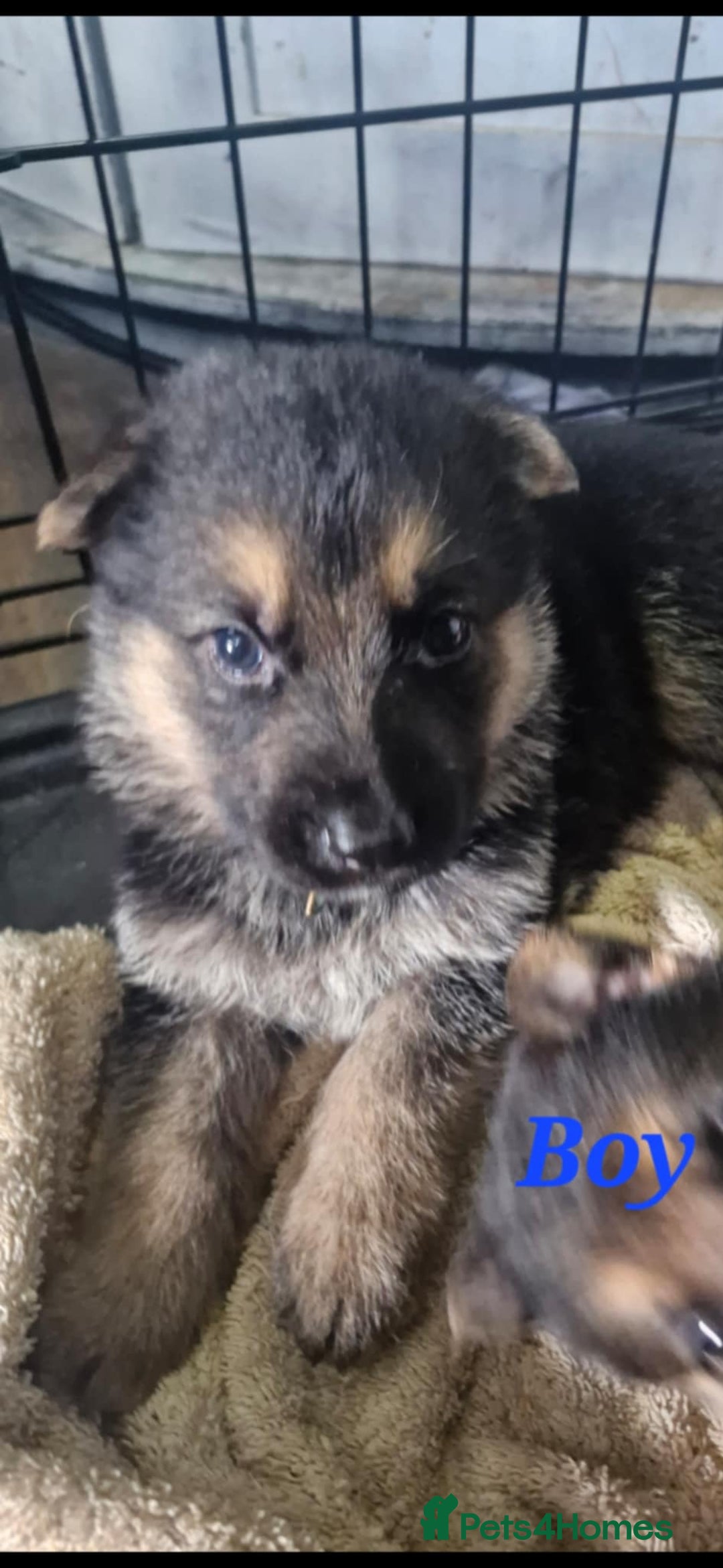 German Shepherd dogs for sale: KC registered German Shepherd puppies  - Image 5