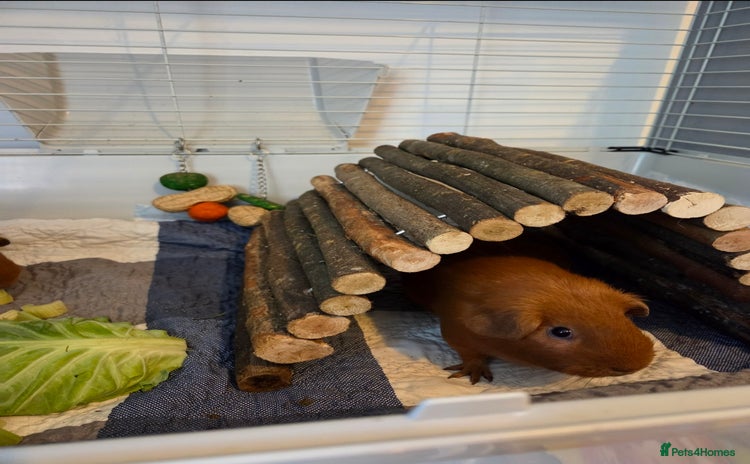 Guinea Pig rodents - Advert 1