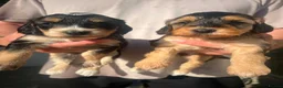 Cockapoo dogs for sale: Beautiful cockapoo girls - ready 25/07 - Advert 1