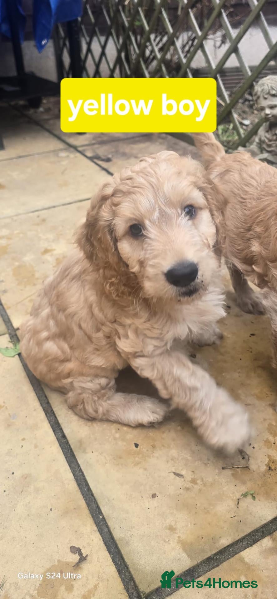 Cockapoo dogs F1B cockapoo puppies  - Advert 16