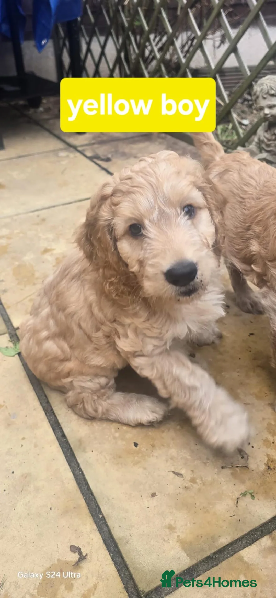 Cockapoo dogs for sale: F1B cockapoo puppies  - Advert 1