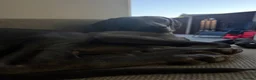 Mixed Breed dogs for sale: Beautiful Vizmaraner puppies  - Advert 2
