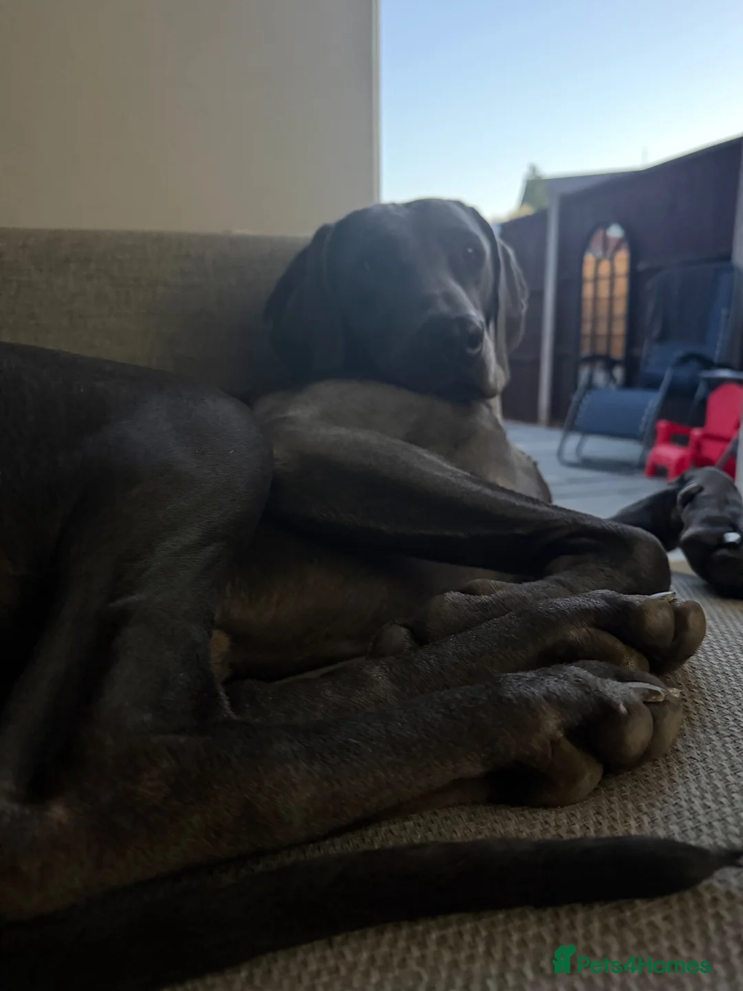 Mixed Breed dogs for sale: Beautiful Vizmaraner puppies  - Advert 2