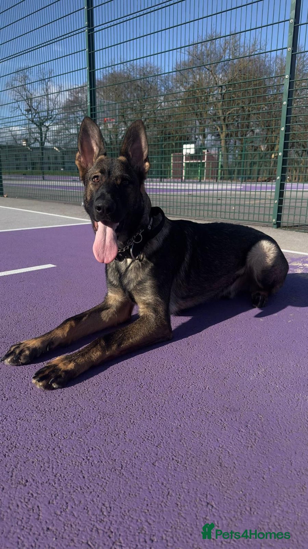 German Shepherd dogs for sale: Male German shepard  - Image 1