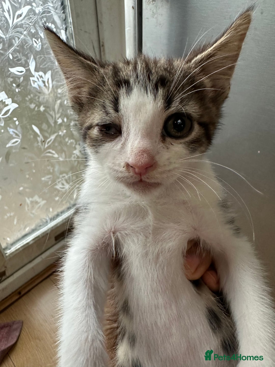 Mixed Breed cats for sale: Playful Kittens 🐾 (Please Read Description) - Image 4