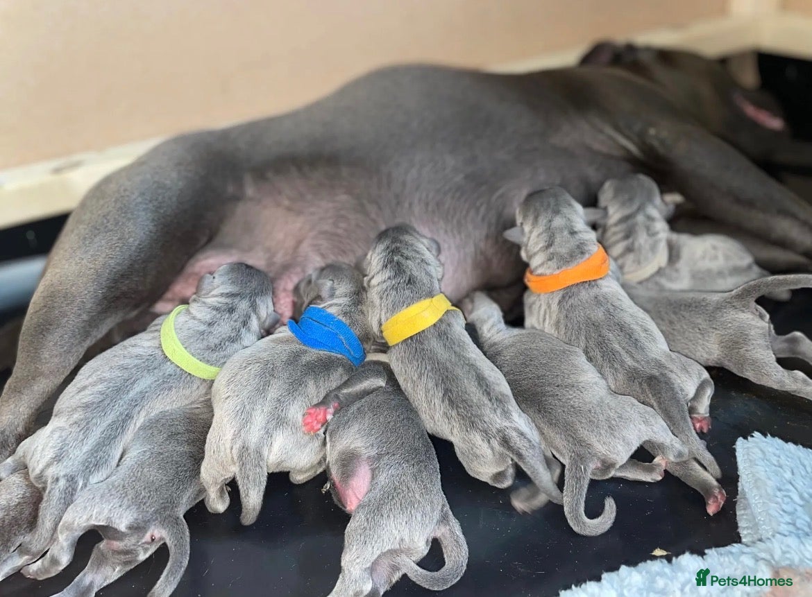 Staffordshire Bull Terrier dogs KC-QUALITY BLUE STAFFORDSHIRE BULLTERRIER PUPPIES - Advert 1