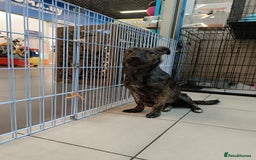 Mixed Breed dogs for adoption: 💖🐶 PRADA 🐶💖 - Image 7
