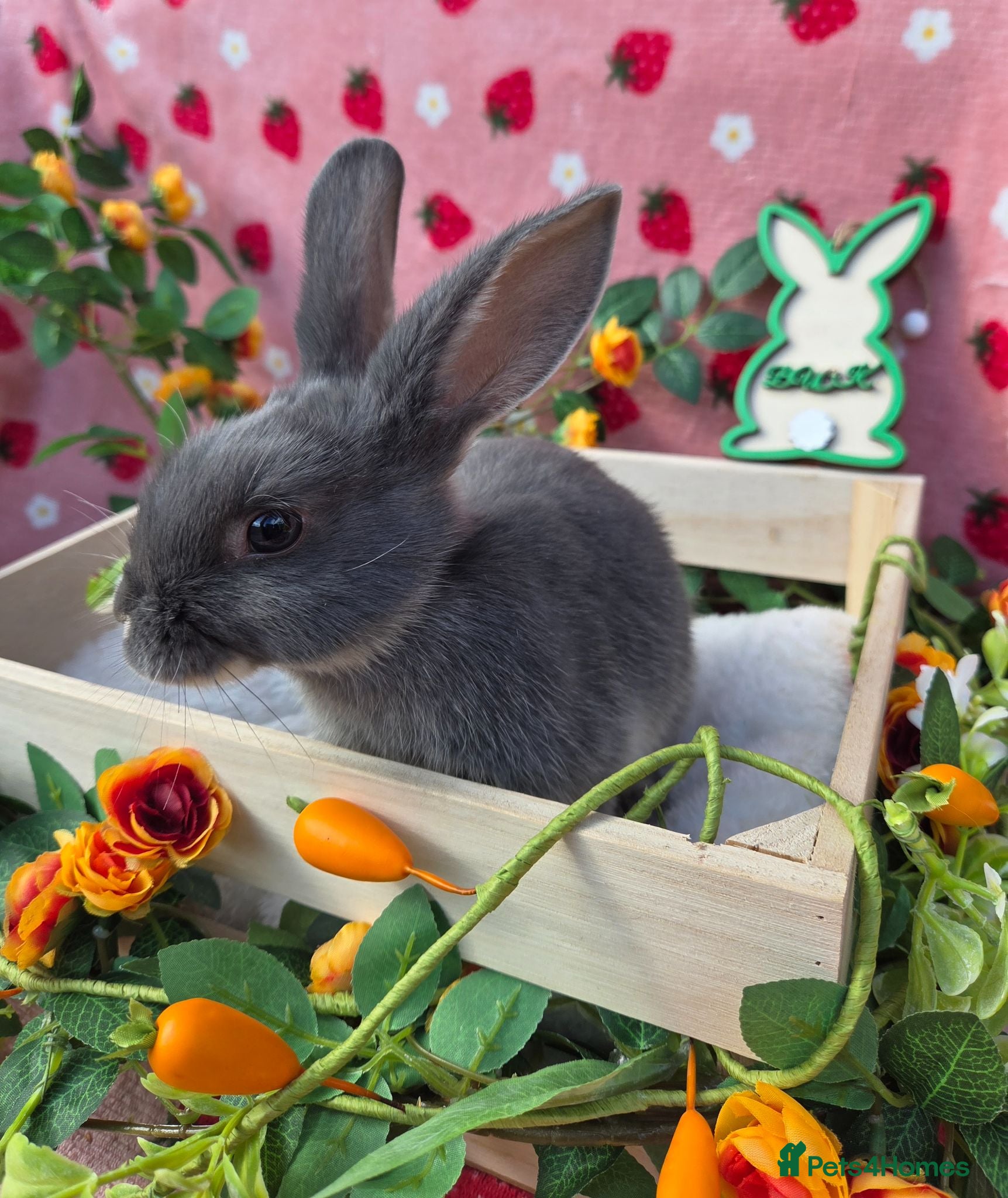 Mixed Breed rabbits plush mini lop bunnies ☆ 8 weeks ☆Ready Now - Advert 1
