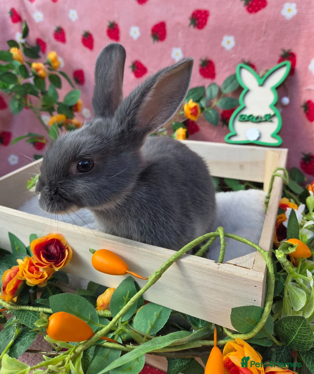 Mixed Breed rabbits for sale: plush mini lop bunnies ☆ 8 weeks ☆Ready Now - Advert 1