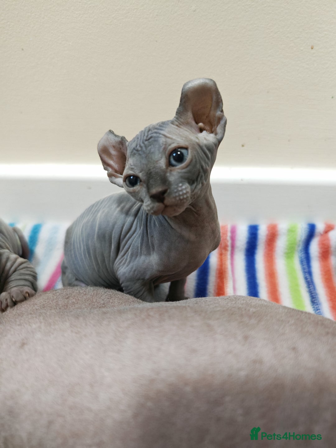Sphynx cats for sale: Unique Elf, Sphynx & Dwelf Babies - Advert 18