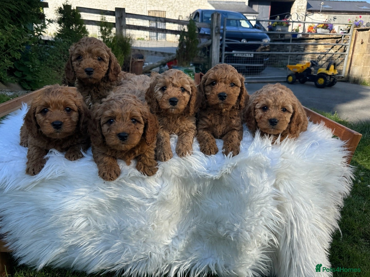 Cavapoo dogs DNA tested F1 Cavapoo puppies - Advert 1