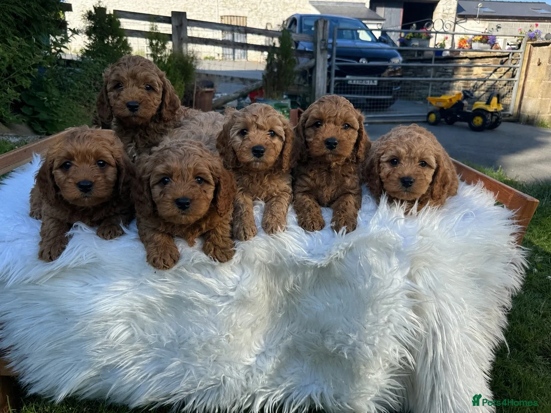 Cavapoo dogs for sale: DNA tested F1 Cavapoo puppies - Advert 1