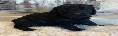 Goldendoodle 2 - Black