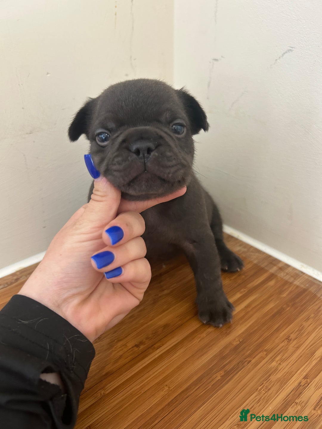 French Bulldog dogs for sale: Fluffy French bulldog puppies  - Image 6