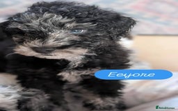 Poochon dogs for sale: Poochon pups stunning Rare colours - Image 2