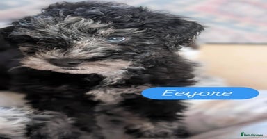 Poochon dogs - Advert 16