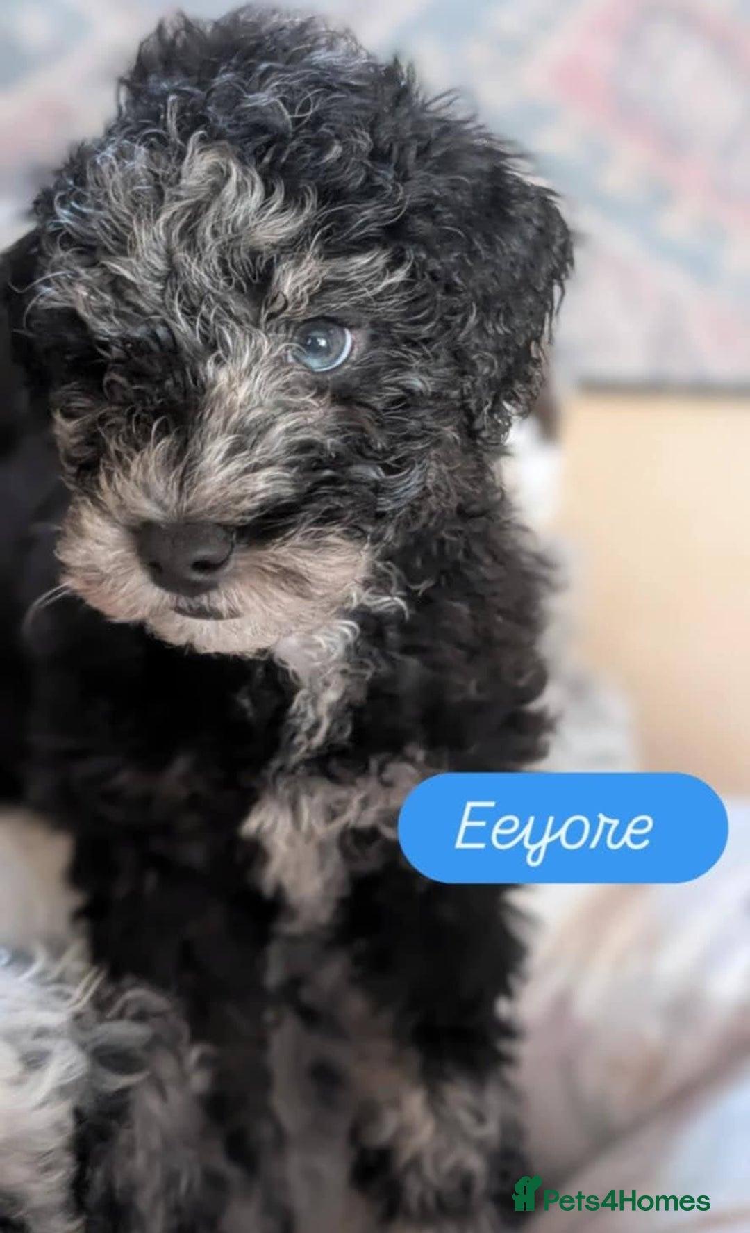 Poochon dogs for sale: Poochon pups stunning Rare colours - Image 2