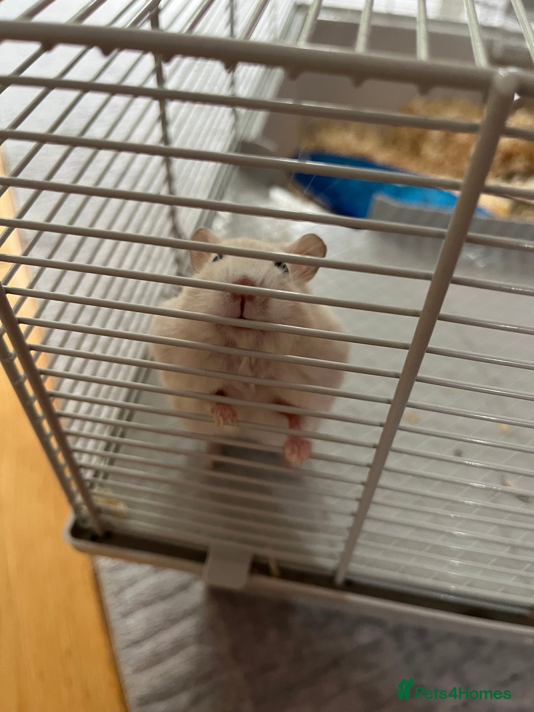 Hamster rodents for sale: Male dwarf hamster  - Image 3