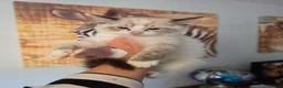 Ragdoll cats for sale: Registered/Pedigree/Stunning/Ragdolls  - Advert 29