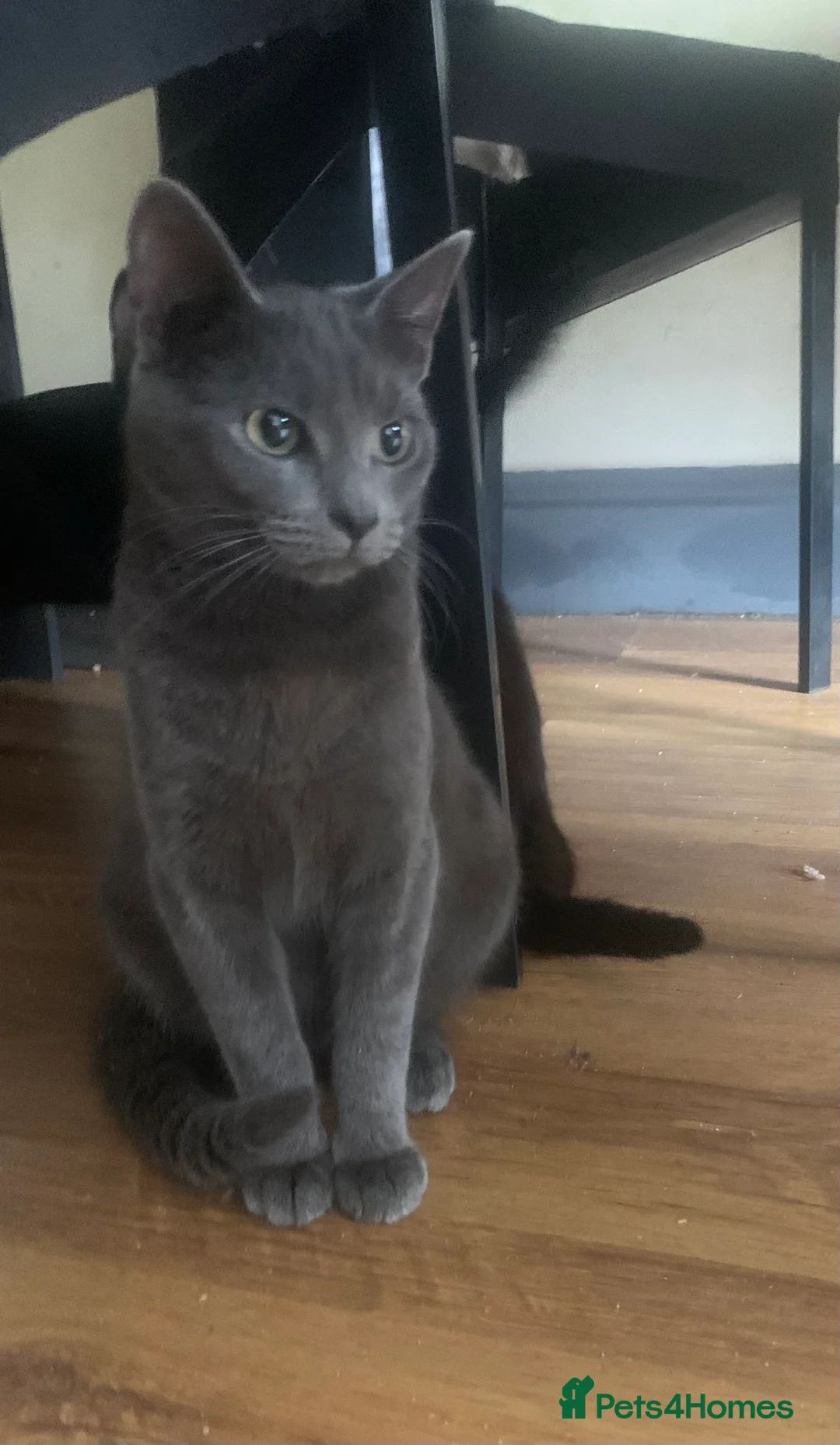 Mixed Breed cats for sale: Youngsters looking for home - Advert 25