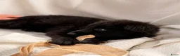German Shepherd dogs for sale: 🐾 KC Registered German Shepherd Puppies 🐾 - Advert 18