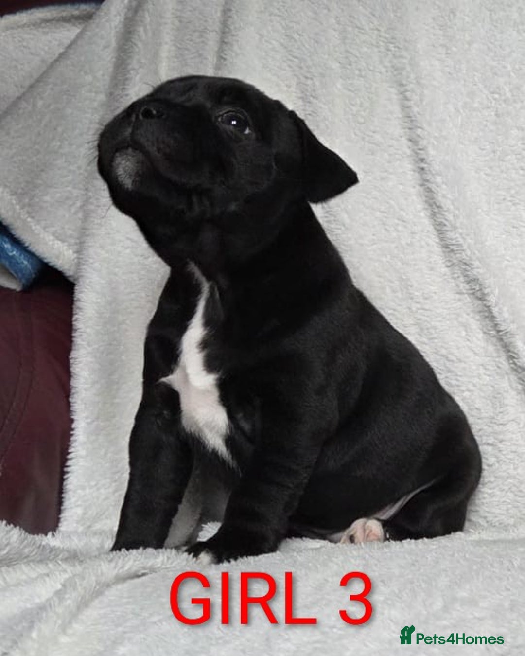 Staffordshire Bull Terrier dogs for sale: KC registered Champions Bloodline Show Quality  - Image 17