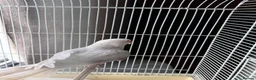 Ringnecks birds for sale: Opline ring neck parrot + cage - Advert 2