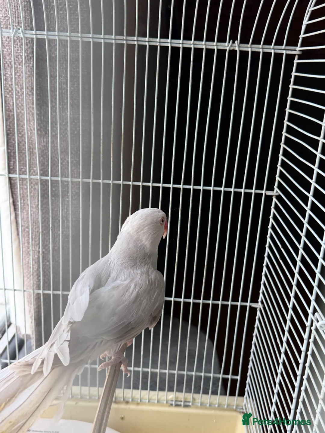 Ringnecks birds for sale: Opline ring neck parrot + cage - Advert 2