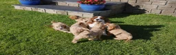 Cavapoo dogs for sale: Well bred Health Tested F1 Cavapoo Puppies - Advert 8