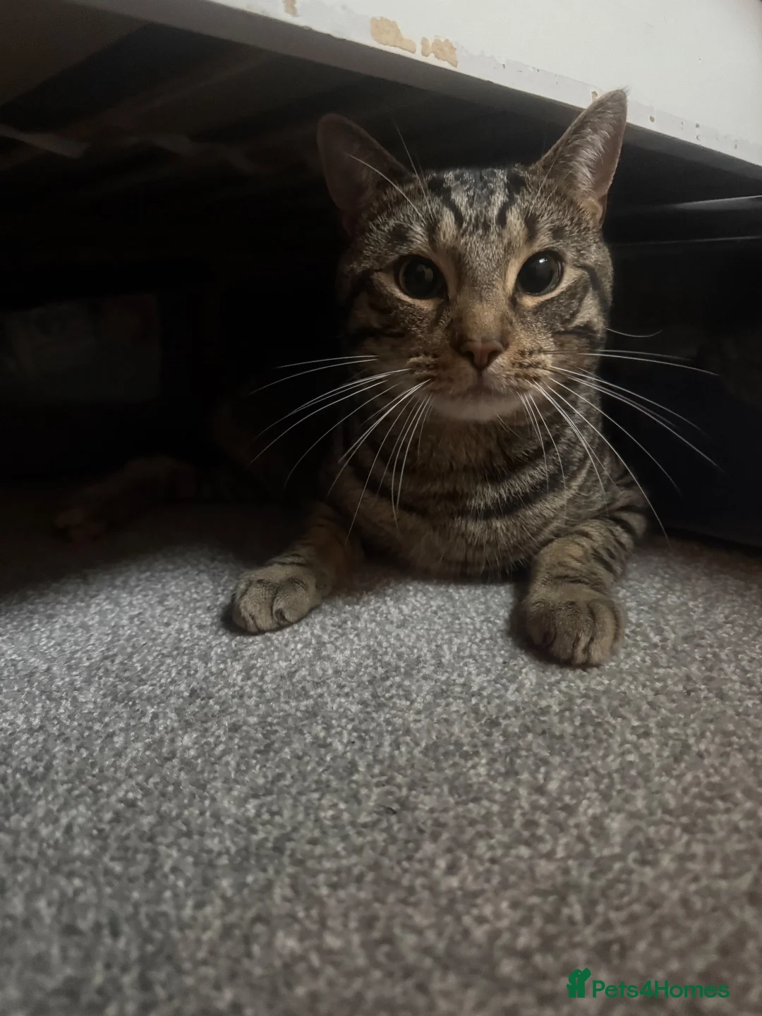 Australian Mist cats for sale: Ace. 2year old male - Advert 5