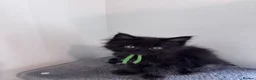 Maine Coon cats for sale: 🐾 BEAUTIFUL BLACK SMOKE MAINE COON KITTENS 🐾 - Advert 17