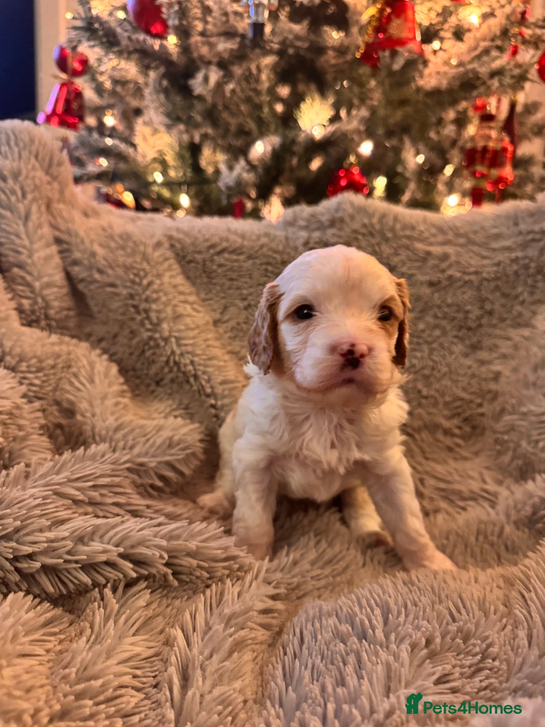 Cavapoo dogs for sale: Stunning F1 Toy Cavapoo puppies  - Advert 26