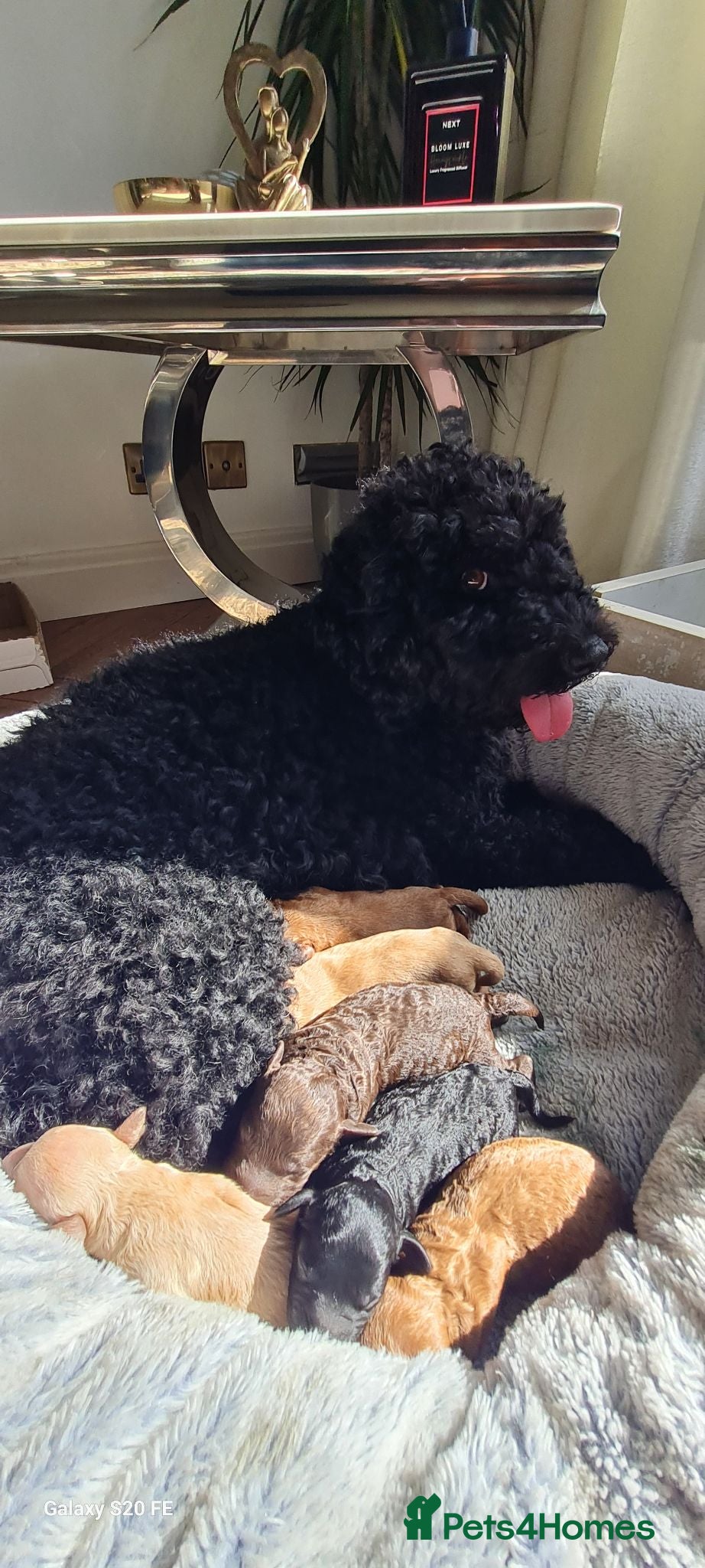 Cockapoo dogs Gorgeous Cockapoo Puppies Available forReservation - Advert 1