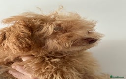 Toy Poodle dogs for sale: Toy poodle girl - Image 7