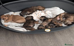 Shih Tzu dogs for sale: Adorable shih Tzu puppies  - Image 7