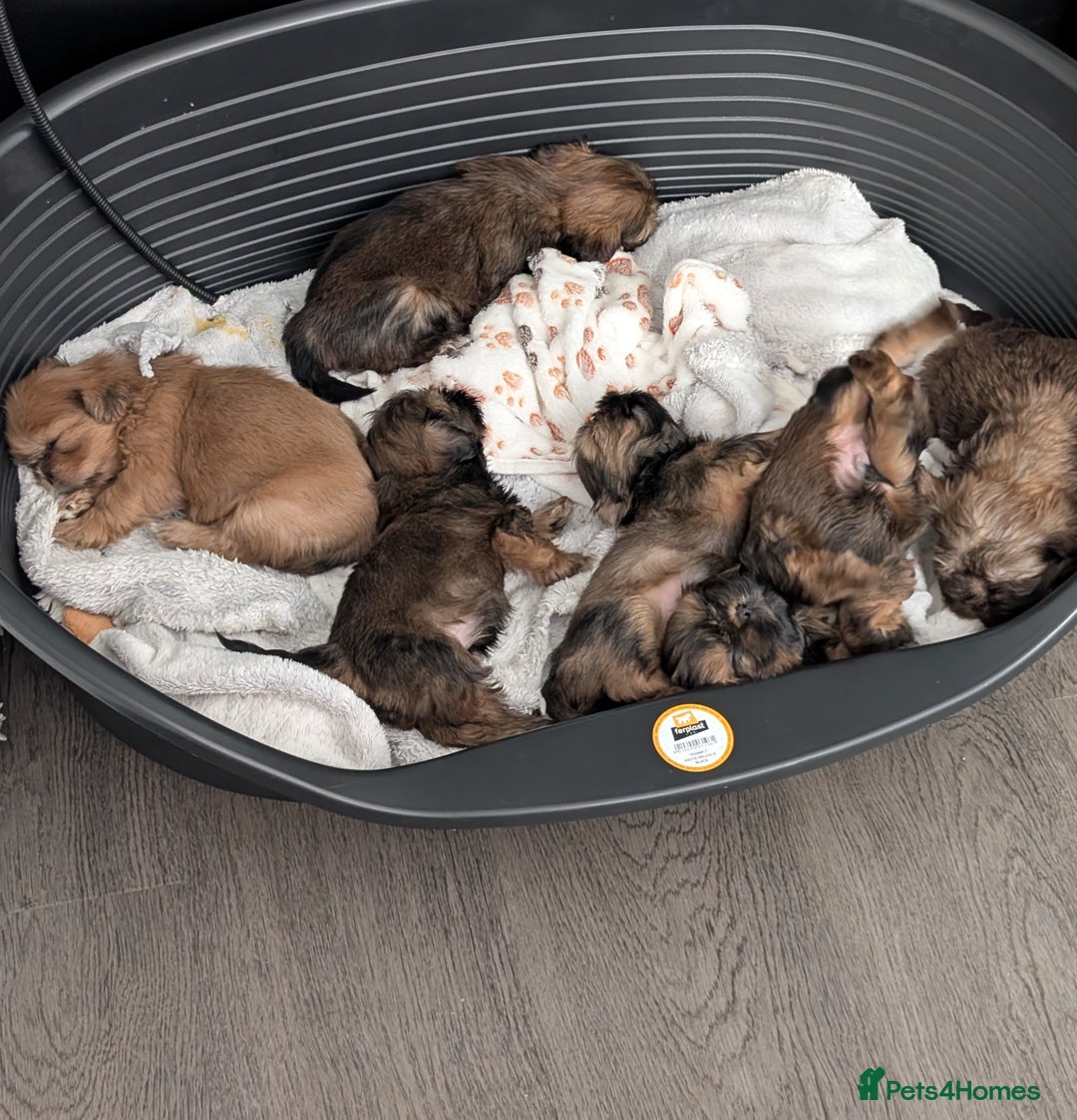 Shih Tzu dogs for sale: Adorable shih Tzu puppies  - Image 7