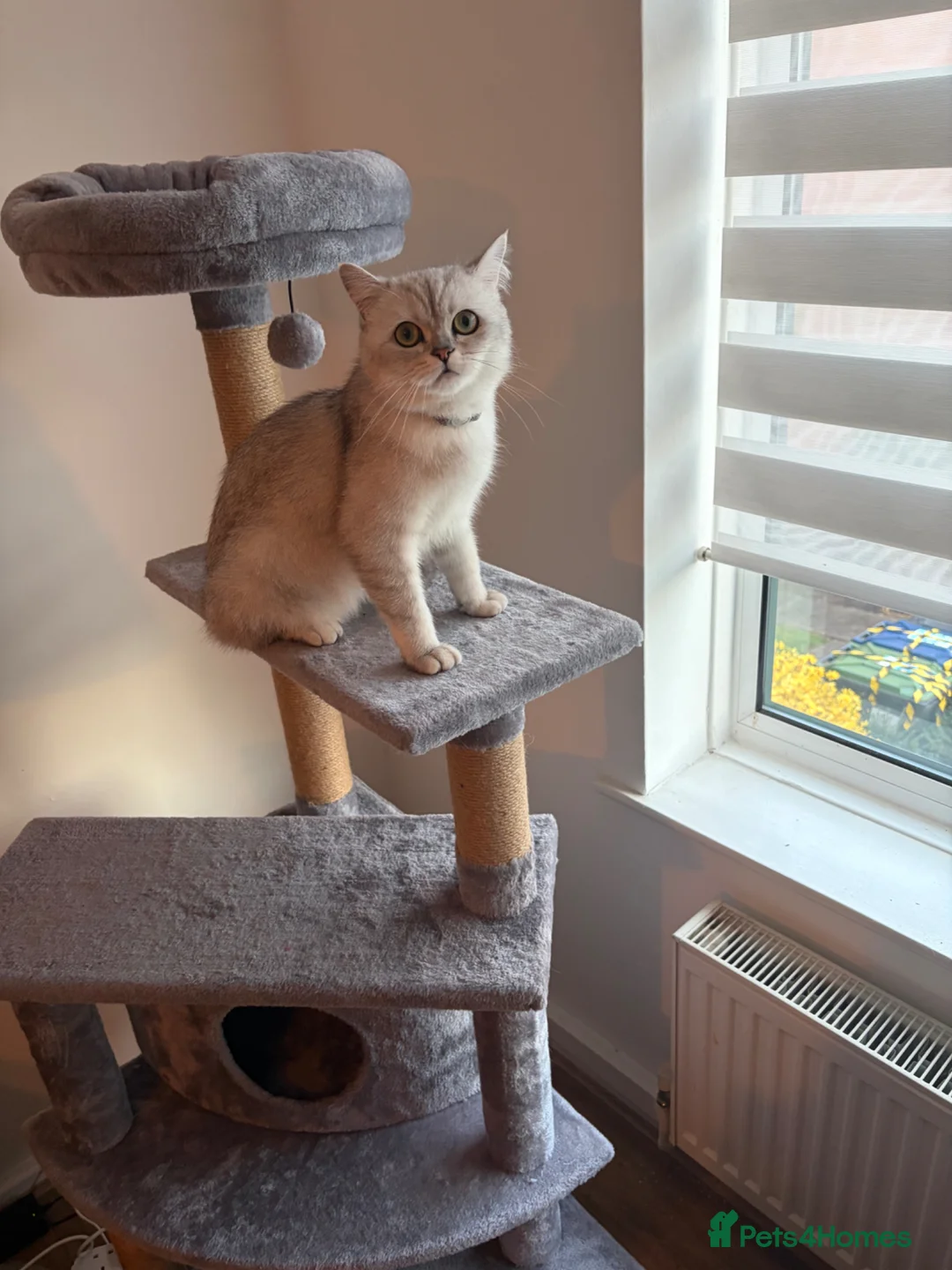 Persian cats for sale: Doll Face Persian Chinchilla - Advert 2