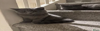 Scottish Fold 3