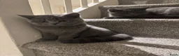 Scottish Fold cats for sale: 3 Beautiful Purebred Scottish Fold Male Kittens - Advert 7