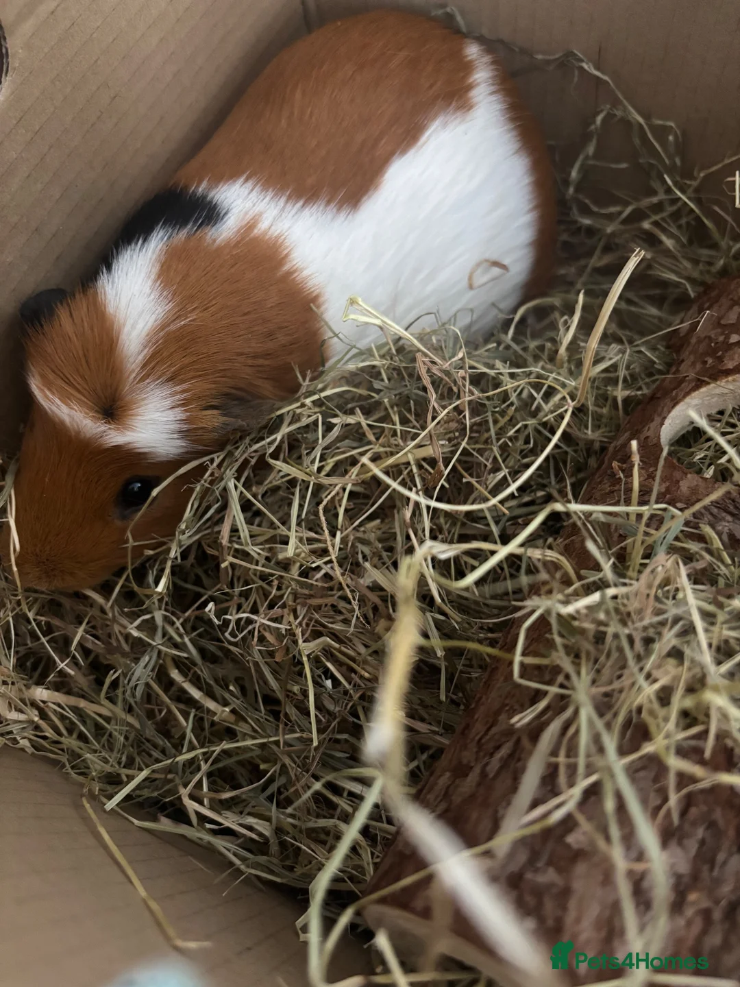 Guinea Pig rodents for sale: Male Guinea Pig Looking for Loving Home in Leigh-on-Sea - Advert 4