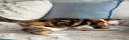 Turkish Angora cats for sale: 🐾 Unique Turkish Angora x Bengal Mix Kittens 🐾 - Advert 15
