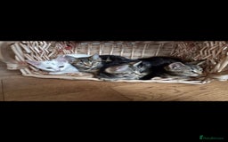 Bengal cats for sale: Stunning half Bengal litter - Image 1