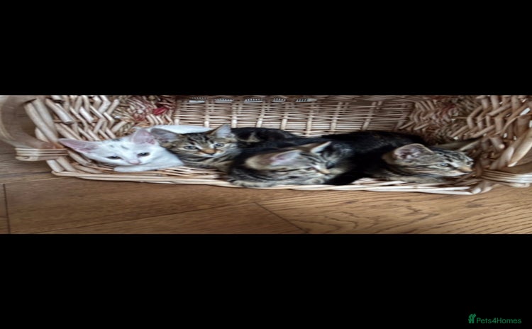 Bengal cats - Advert 9
