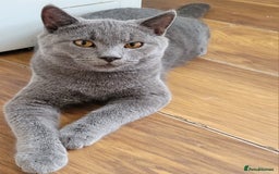 British Shorthair cats for sale: British Shorthair Boy - Image 7